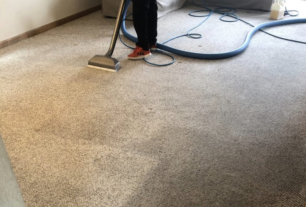 Steam Force Carpet Cleaning